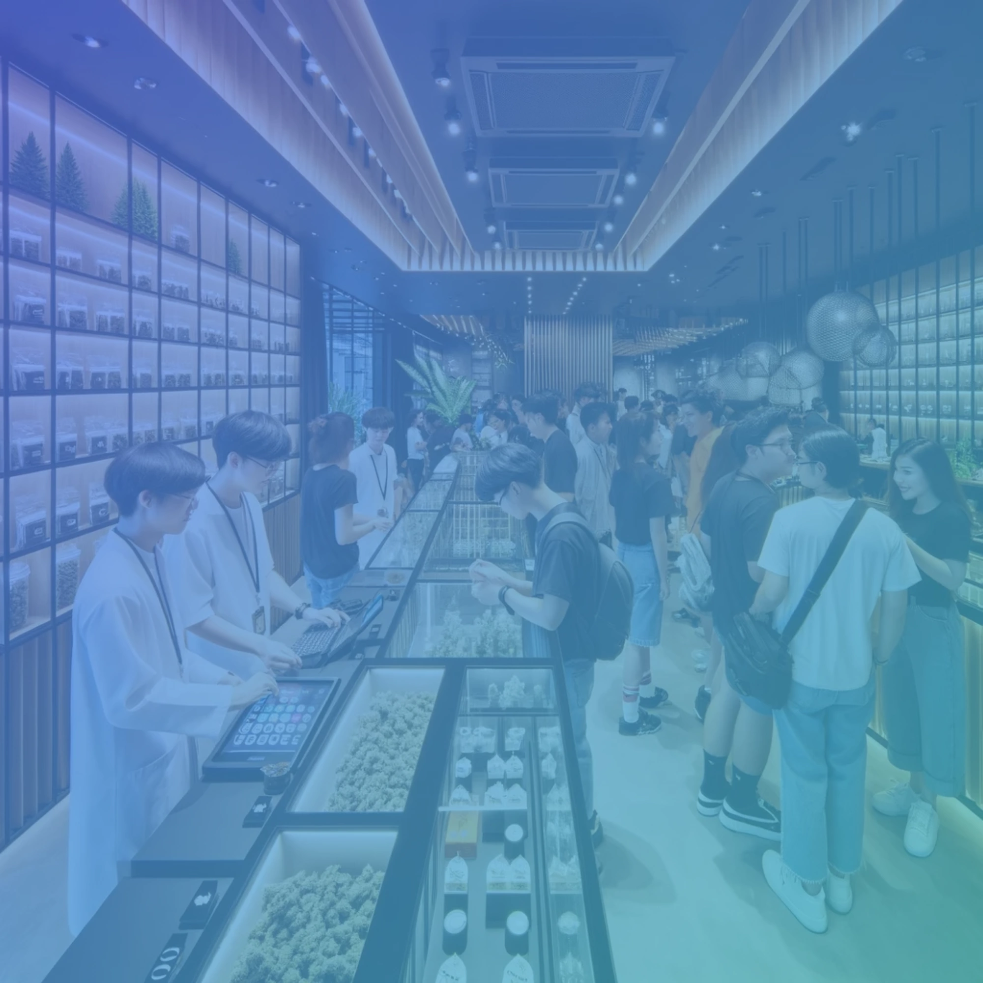 cannabis dispensary in Thailand with an overlay of Lumino's brand colors of purple and green